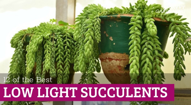 Low light succulents for your home
