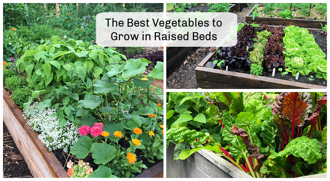 best vegetables to grow in raised beds