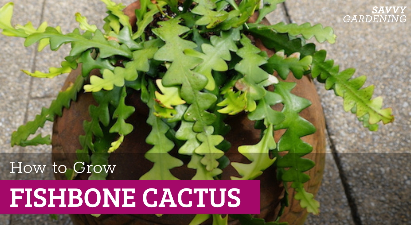 How to Grow Fishbone Cactus