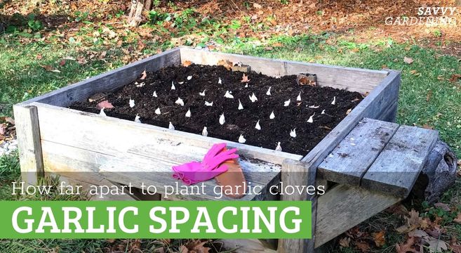 garlic spacing