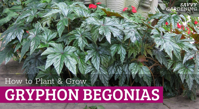 Tips for growing a Gryphon Begonia