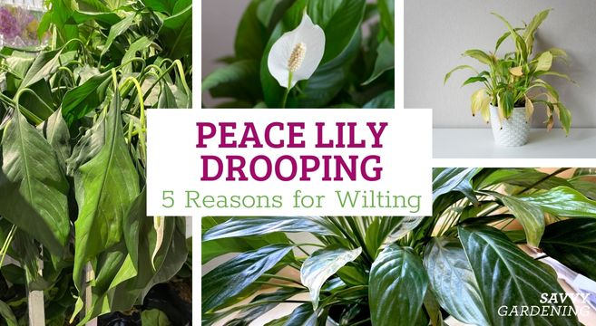 peace lily drooping