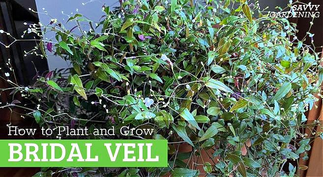 How to grow bridal veil plant