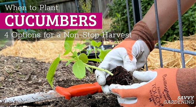 When to plant cucumbers
