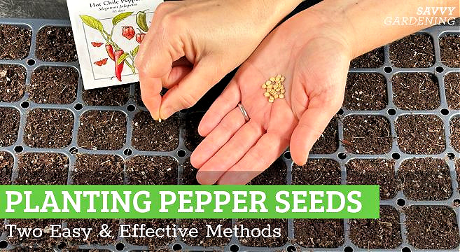Planting pepper seeds