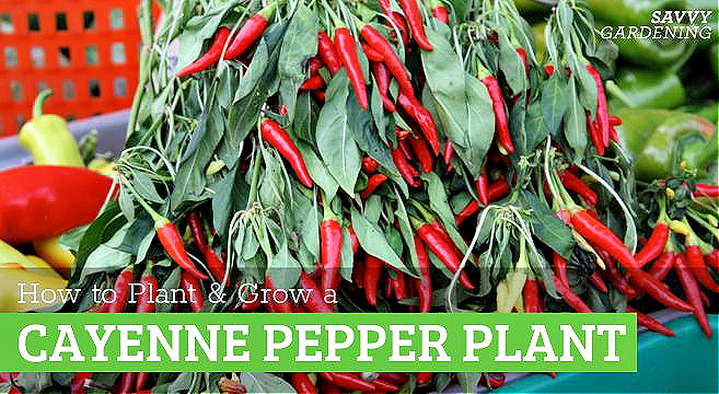 How to grow a cayenne pepper plant