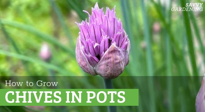 growing chives in pots
