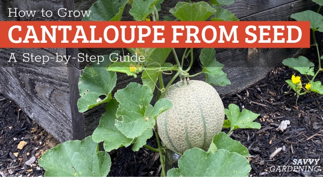 How to grow cantaloupe from seed
