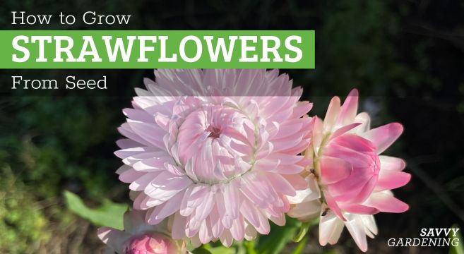 growing strawflowers from seed