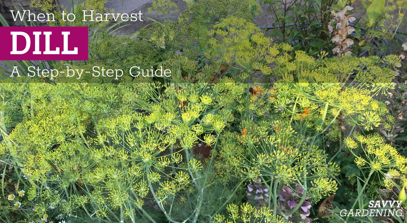 When to harvest dill