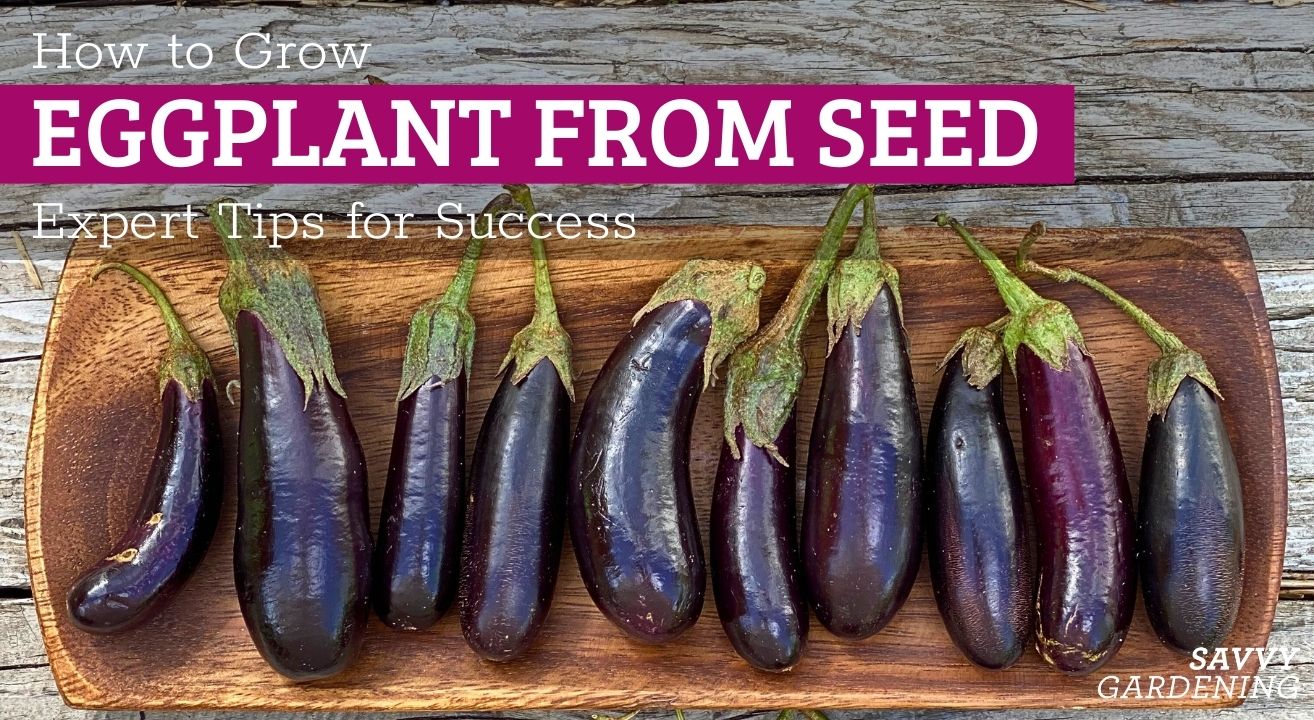 Growing eggplant from seed