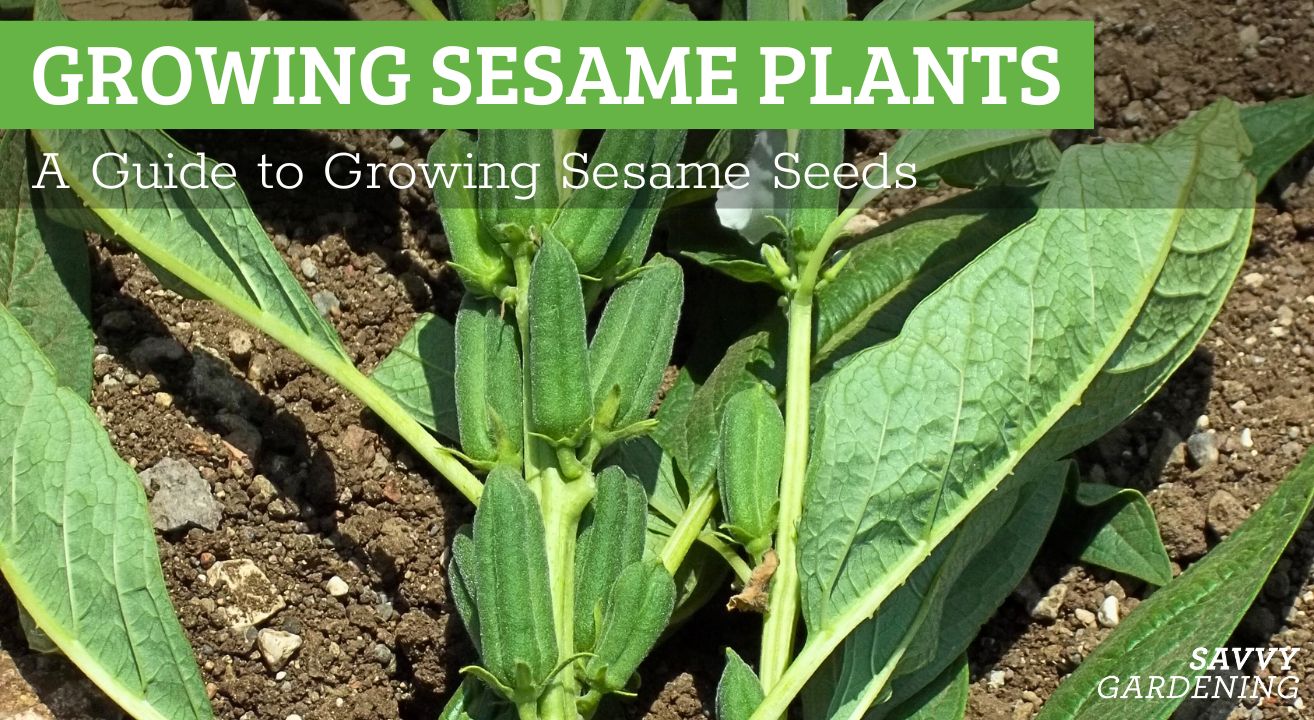 Growing sesame plants